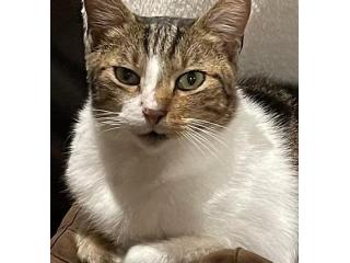 Get Better Pet Support with Animal Behaviour Training