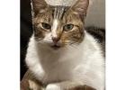 Get Better Pet Support with Animal Behaviour Training