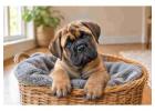 Bullmastiff Puppies for Sale in Jaipur