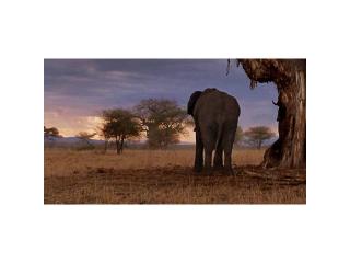 Tarangire National Park Safari