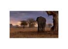 Tarangire National Park Safari 