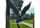 Eagle Sculptures Bronze – Majestic Monumental Art for Outdoor & Indoor Display