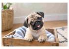 Pug Puppies for Sale in Ahmedabad