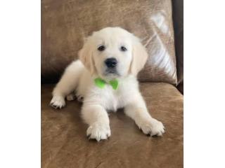 Golden Retriever Puppies Near Nashville: Begin Your Search for a Golden Companion