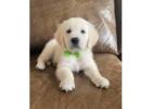 Golden Retriever Puppies Near Nashville: Begin Your Search for a Golden Companion