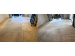 Tackle Persistent Pet Accidents with Specialist Cleaning