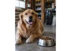 Mineral King Feed & Supply: Quality Choices for Dog Food in Visalia 