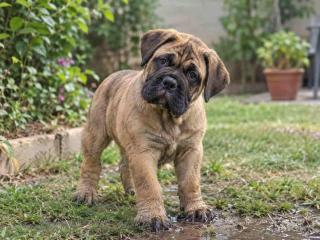 Bullmastiff Puppies for Sale in Noida