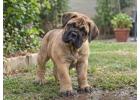 Bullmastiff Puppies for Sale in Noida
