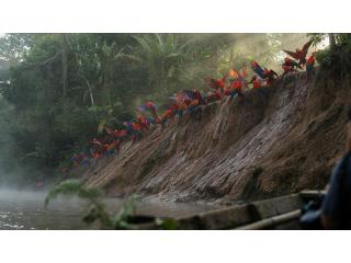 Chuncho Macaw Clay Lick Tours & Sandoval Lake 4-Day Amazon Expeditions | Tree House Inn