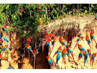 Comfortable Tambopata Lodges for Amazon Rainforest Adventures