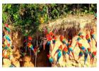 Comfortable Tambopata Lodges for Amazon Rainforest Adventures