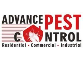 Ants Control Expert Vancouver