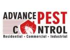 Ants Control Expert Vancouver