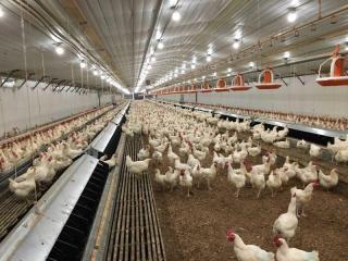 PVC Poultry Wall & Ceiling Panels Are Available At Factory-Direct Prices