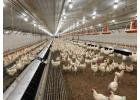 PVC Poultry Wall & Ceiling Panels Are Available At Factory-Direct Prices