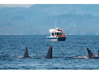 Discover Tofino Whale Watching Tours with Whale Safaris Today