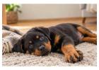 Rottweiler Puppies for Sale in Hyderabad
