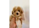 Maltipoo puppies for sale.