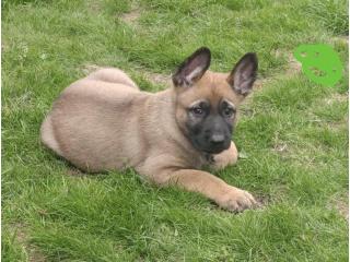 German Shepherd for sale.