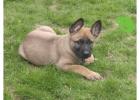 German Shepherd for sale.