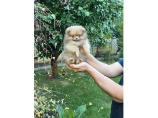 Chihuahua puppies for sale.