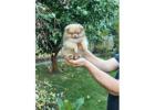 Chihuahua puppies for sale.