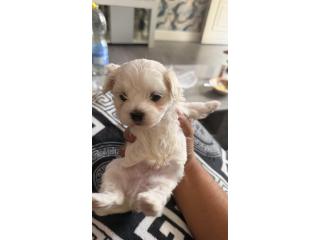 Maltese puppies for sale.