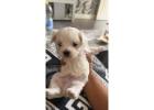 Maltese puppies for sale.