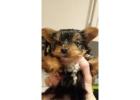 Yorkshire Terrier for sale.