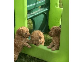 Toy poodle puppies for sale.