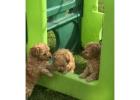 Toy poodle puppies for sale.