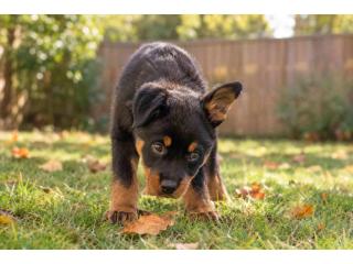 Rottweiler Puppies for Sale in Jaipur