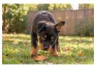 Rottweiler Puppies for Sale in Jaipur