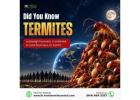 Did you know termites outweigh humans?