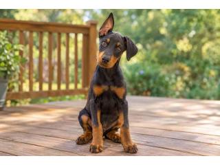 Doberman puppies for sale in Kolkata