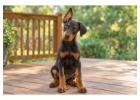 Doberman puppies for sale in Kolkata
