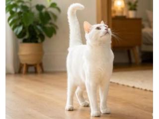 Can Cats Control Their Tails? Find Out