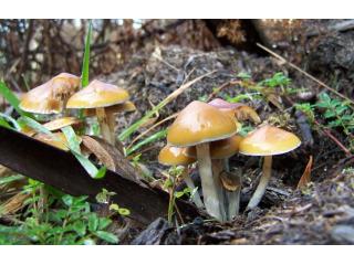 Magic Mushrooms (Shrooms) vs. Magic Truffles.