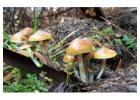 Magic Mushrooms (Shrooms) vs. Magic Truffles.