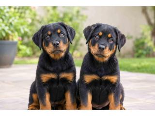 Rottweiler Puppies for Sale in Delhi