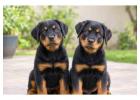 Rottweiler Puppies for Sale in Delhi