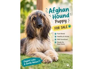 Afghan hound Puppies For Sale