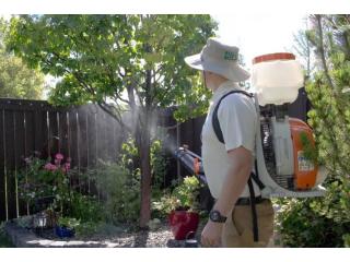 Why Professional Pest Control in Winnipeg Is Important Year-Round