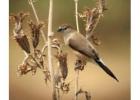 Birding in Corbett