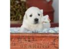 English Cream Golden Retriever Puppies for Sale | Indiana Goldens