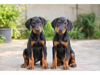 Doberman puppies for sale in Bangalore