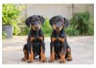 Doberman puppies for sale in Bangalore