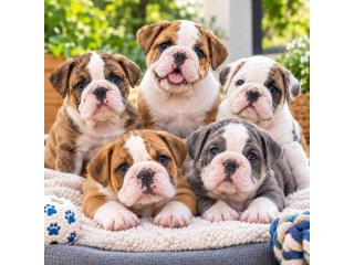 British bulldog Puppies For Sale