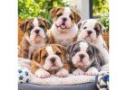 British bulldog Puppies For Sale